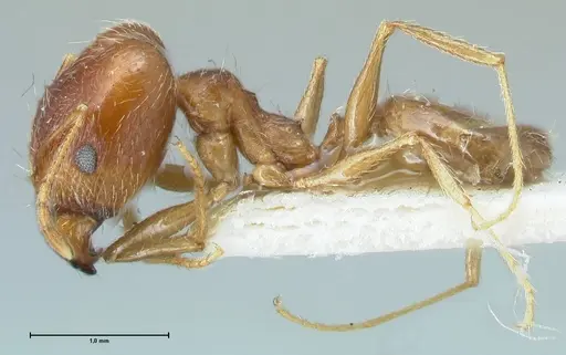 Pheidole pallidula specimen FOCOL1299 image focol1299_3