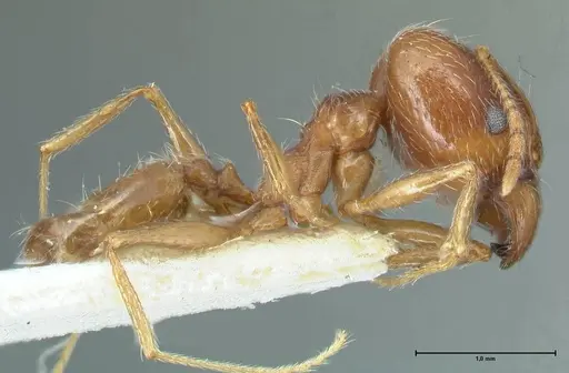 Pheidole pallidula specimen FOCOL1299 image focol1299_4