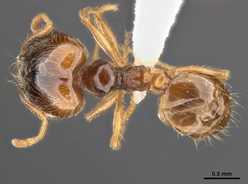 Pheidole pallidula specimen MCZ-ENT00511504-01 image mcz-ent00511504-01_1