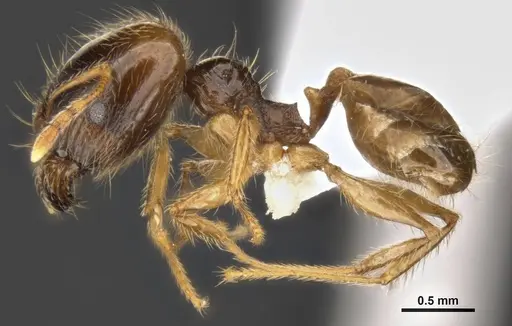 Pheidole pallidula specimen MCZ-ENT00511504-01 image mcz-ent00511504-01_3