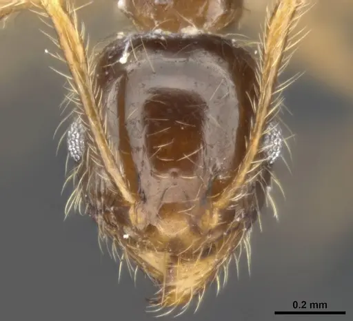 Pheidole pallidula specimen MCZ-ENT00511504-02 image mcz-ent00511504-02_2