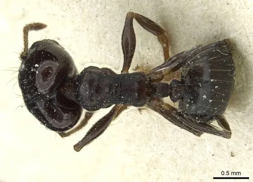 Pheidole pampana specimen CASENT0913360 image casent0913360_1