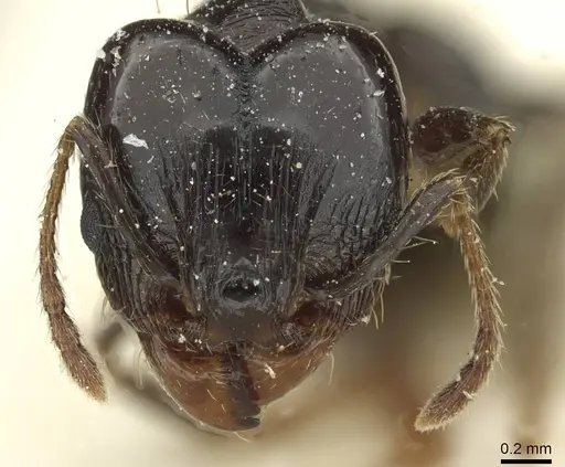 Pheidole pampana specimen CASENT0913360 image casent0913360_2