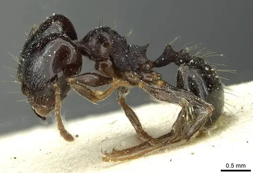 Pheidole pampana specimen CASENT0913360 image casent0913360_3