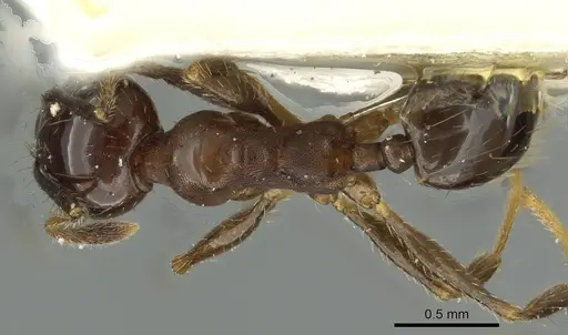 Pheidole pampana specimen CASENT0913361 image casent0913361_1