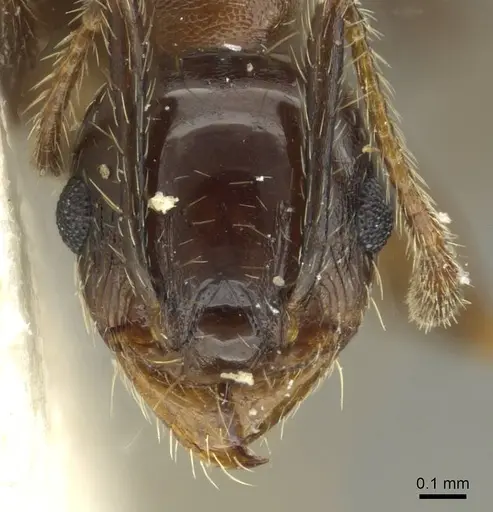 Pheidole pampana specimen CASENT0913361 image casent0913361_2