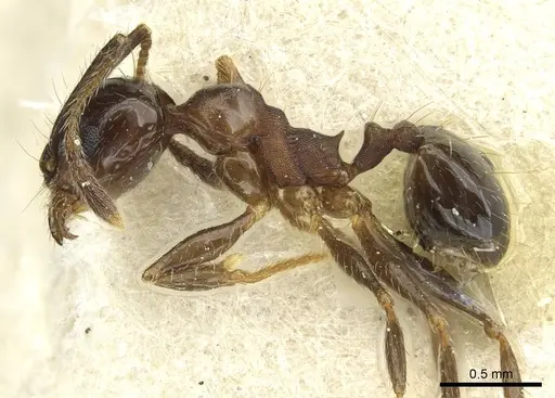 Pheidole pampana specimen CASENT0913361 image casent0913361_3
