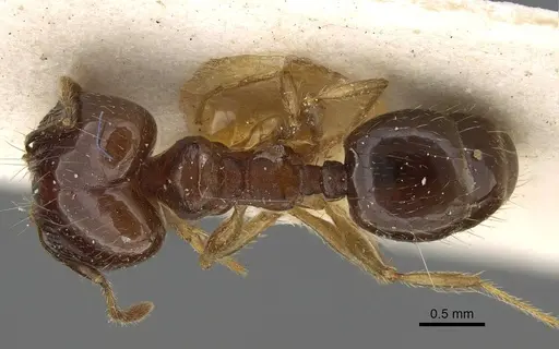 Pheidole pampana specimen CASENT0922365 image casent0922365_1