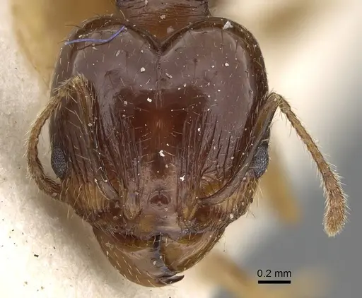 Pheidole pampana specimen CASENT0922365 image casent0922365_2