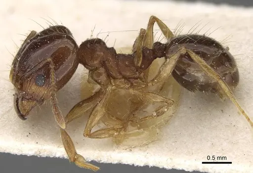 Pheidole pampana specimen CASENT0922365 image casent0922365_3