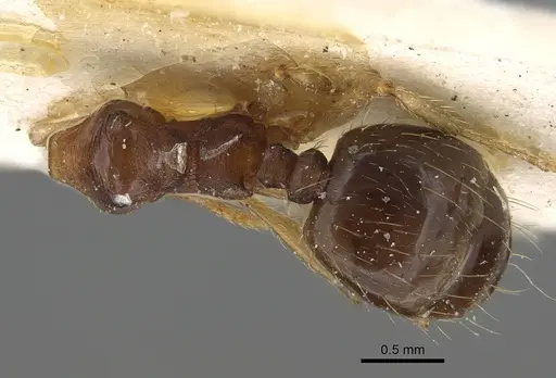 Pheidole pampana specimen CASENT0922366 image casent0922366_1