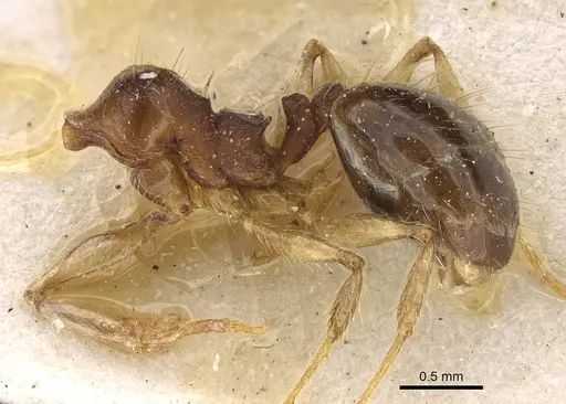 Pheidole pampana specimen CASENT0922366 image casent0922366_2