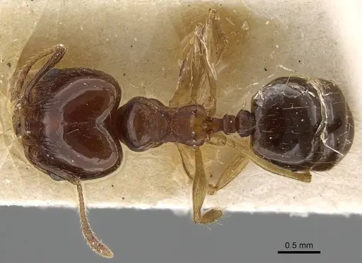 Pheidole pampana specimen CASENT0922367 image casent0922367_1