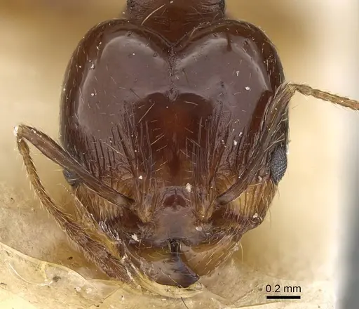Pheidole pampana specimen CASENT0922367 image casent0922367_2