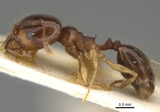 Pheidole pampana specimen CASENT0922367 image casent0922367_3