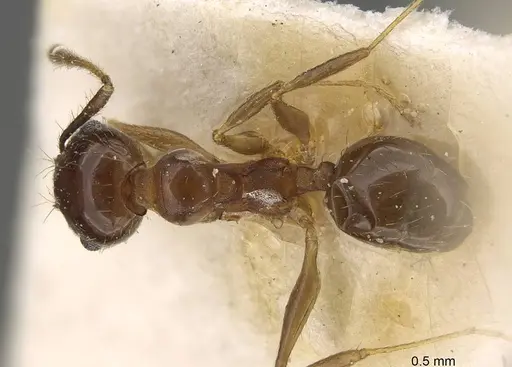 Pheidole pampana specimen CASENT0922368 image casent0922368_1