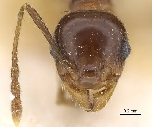 Pheidole pampana specimen CASENT0922368 image casent0922368_2