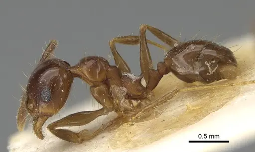 Pheidole pampana specimen CASENT0922368 image casent0922368_3