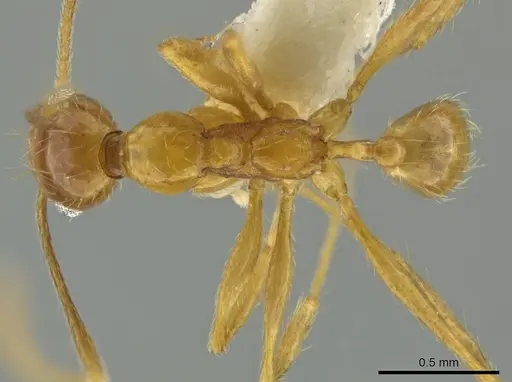 Pheidole paraensis specimen CASENT0645841 image casent0645841_1