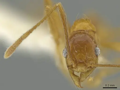 Pheidole paraensis specimen CASENT0645841 image casent0645841_2
