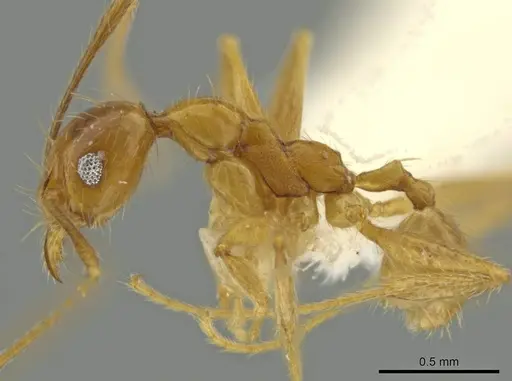 Pheidole paraensis specimen CASENT0645841 image casent0645841_3