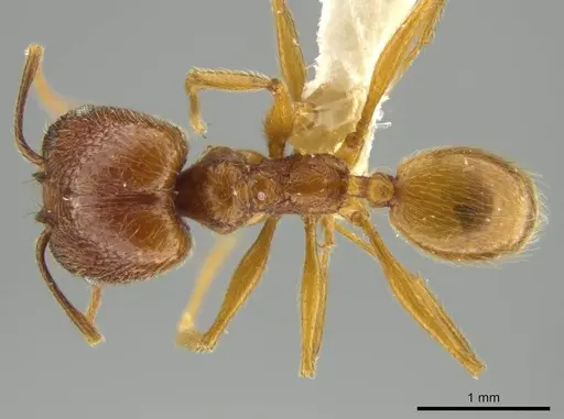 Pheidole paraensis specimen JTLC000016480 image jtlc000016480_1