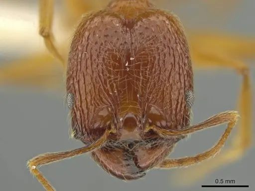 Pheidole paraensis specimen JTLC000016480 image jtlc000016480_2
