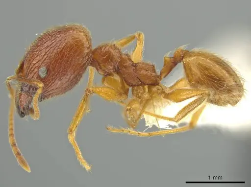 Pheidole paraensis specimen JTLC000016480 image jtlc000016480_3