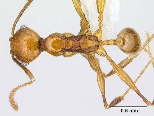 Pheidole pararugiceps specimen CASENT0609019 image casent0609019_1
