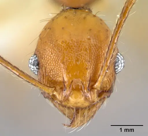 Pheidole pararugiceps specimen CASENT0609019 image casent0609019_2