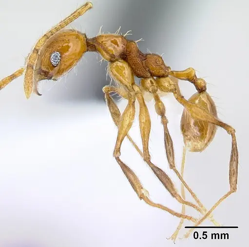 Pheidole pararugiceps specimen CASENT0609019 image casent0609019_3