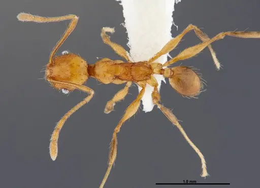 Pheidole pararugiceps specimen CASENT0609022 image casent0609022_1