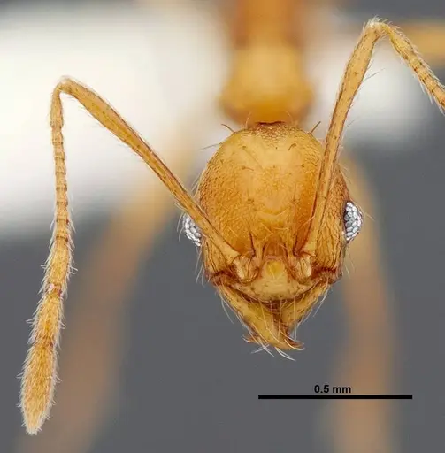 Pheidole pararugiceps specimen CASENT0609022 image casent0609022_2