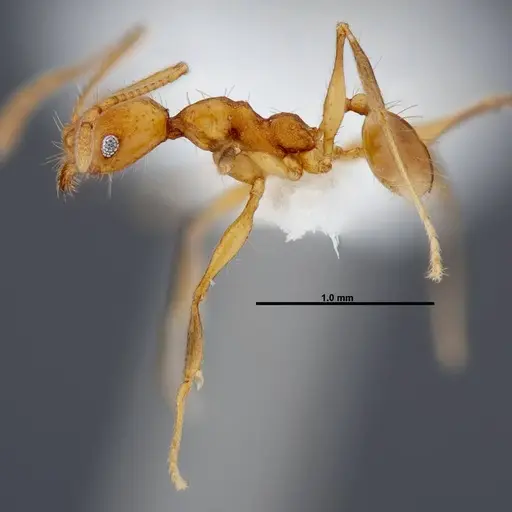 Pheidole pararugiceps specimen CASENT0609022 image casent0609022_3