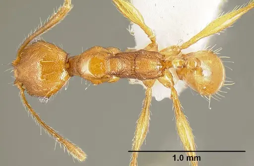 Pheidole pararugiceps specimen INB0003210732 image inb0003210732_1