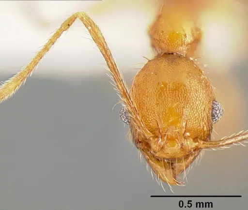 Pheidole pararugiceps specimen INB0003210732 image inb0003210732_2