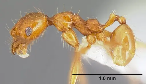 Pheidole pararugiceps specimen INB0003210732 image inb0003210732_3