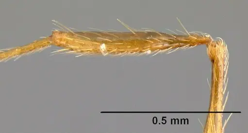 Pheidole pararugiceps specimen INB0003210732 image inb0003210732_4