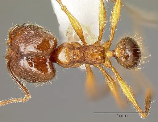 Pheidole pararugiceps specimen INB0003213441 image inb0003213441_1