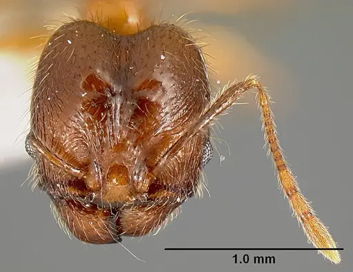 Pheidole pararugiceps specimen INB0003213441 image inb0003213441_2