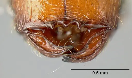 Pheidole pararugiceps specimen INB0003213441 image inb0003213441_3
