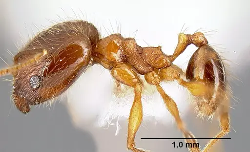 Pheidole pararugiceps specimen INB0003213441 image inb0003213441_4