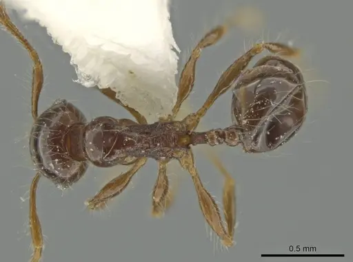 Pheidole pariana specimen CASENT0645843 image casent0645843_1