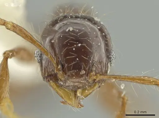 Pheidole pariana specimen CASENT0645843 image casent0645843_2