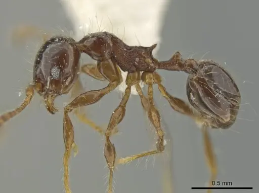 Pheidole pariana specimen CASENT0645843 image casent0645843_3