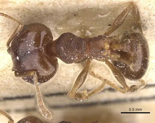 Pheidole pariana specimen CASENT0913465 image casent0913465_1