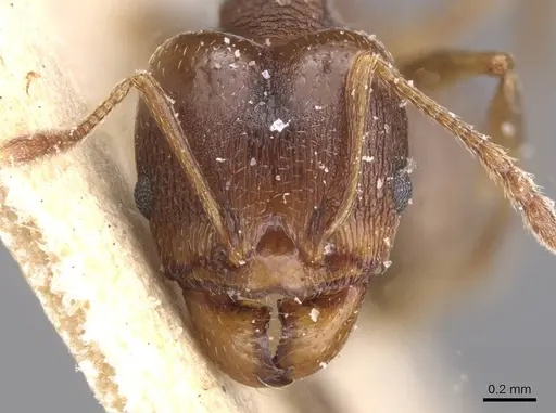 Pheidole pariana specimen CASENT0913465 image casent0913465_2