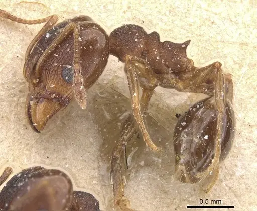 Pheidole pariana specimen CASENT0913465 image casent0913465_3