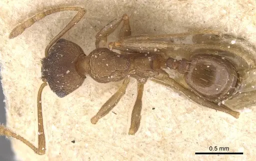 Pheidole pariana specimen CASENT0913466 image casent0913466_1