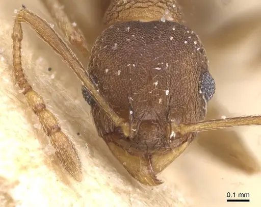 Pheidole pariana specimen CASENT0913466 image casent0913466_2